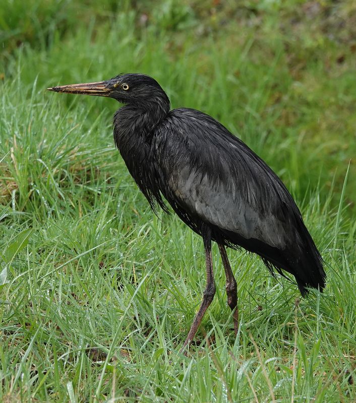 Ardea cinerea. Melanistic.2.jpg