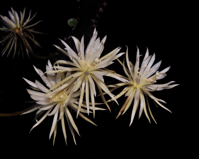 Strophocactus wittii. Closer.2.jpg