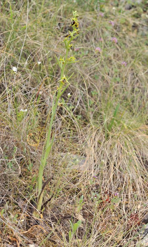 Ophrys aesculapii.1.jpg