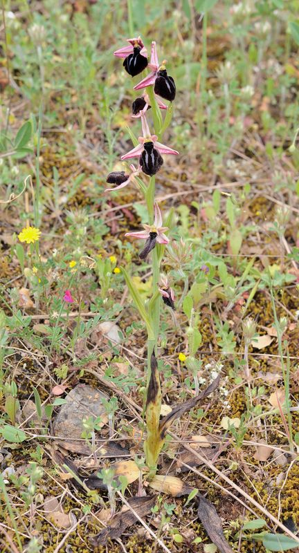 Ophrys spruneri.jpg