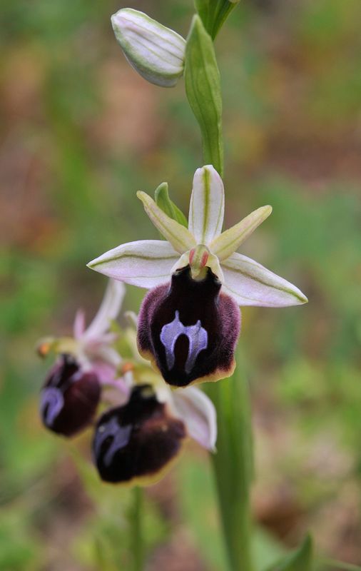 Ophrys ferrum-equinum subsp. gottfriediana.jpg