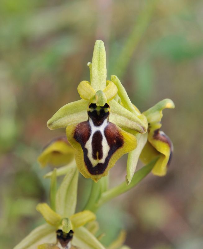 Ophrys aesculapii. Close-up.jpg