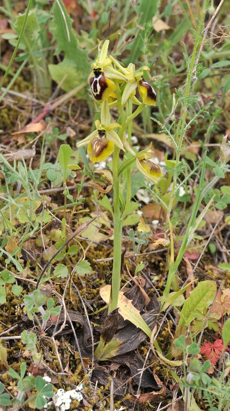 Ophrys aesculapii.2.jpg