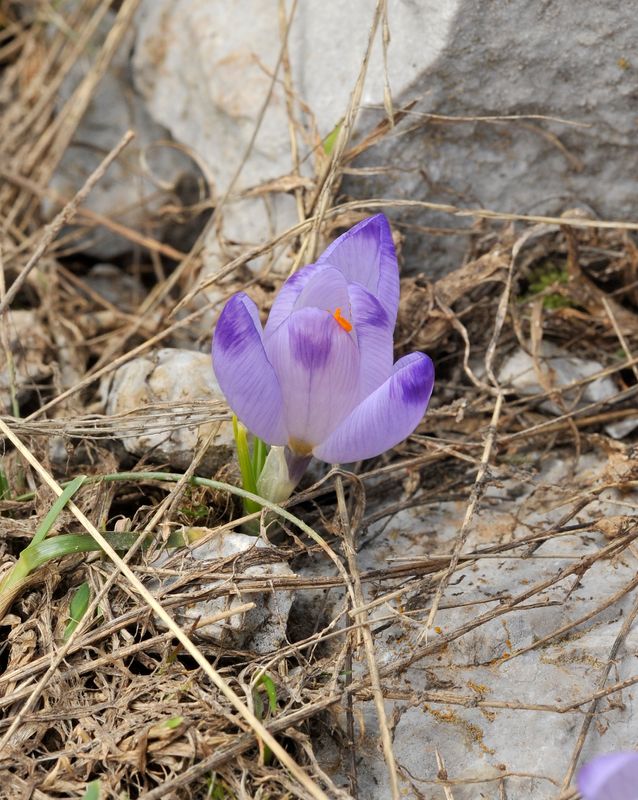 Crocus veluchensis.5.jpg