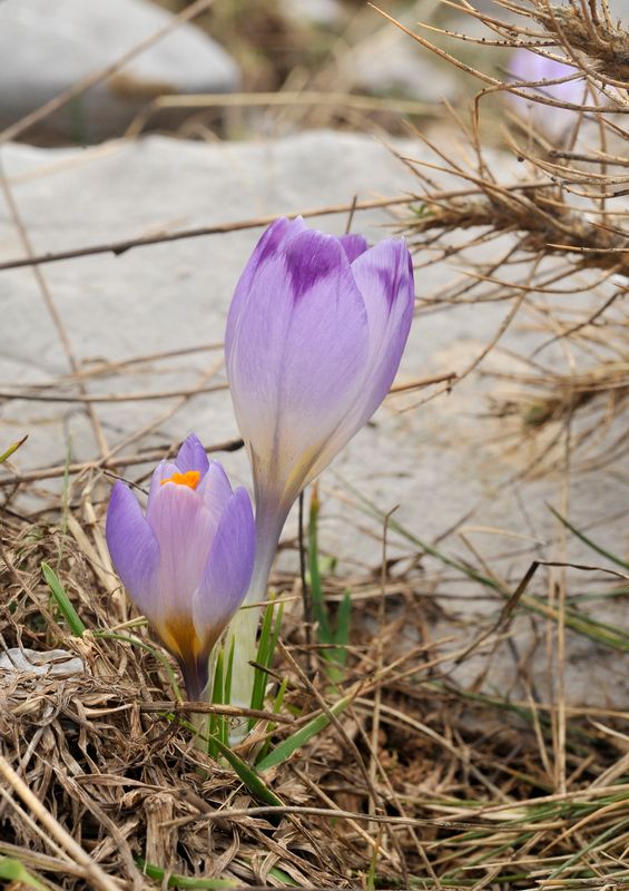 Crocus veluchensis.6.jpg