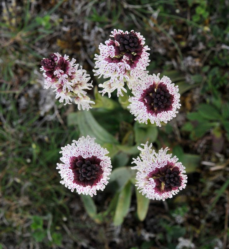 Neotinea ustulata from above.jpg