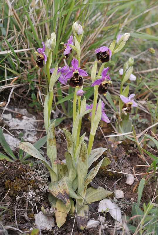 Ophrys fuciflora.jpg