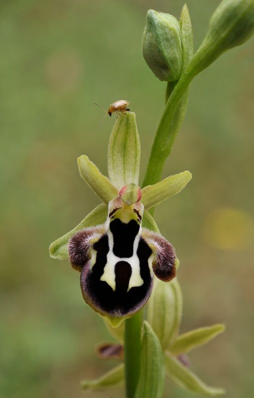 Ophrys reinhardiorum. Close-up.jpg