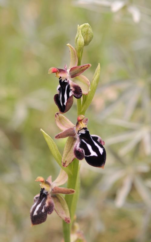 Ophrys reinhardiorum. Closer.2.jpg