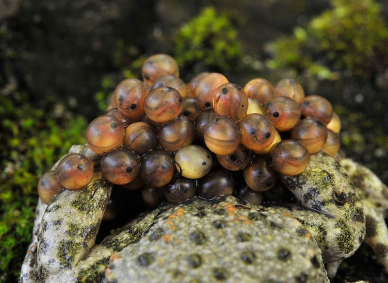 Alytes obstetricans. Eggs.jpg