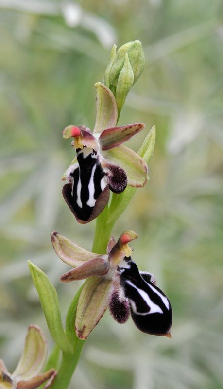 Ophrys reinhardiorum. Close-up.4.jpg