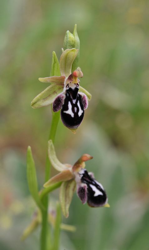 Ophrys reinhardiorum. Closer.5.jpg