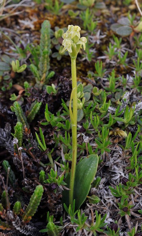 Platanthera oligantha