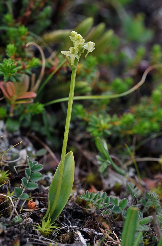 Platanthera oligantha