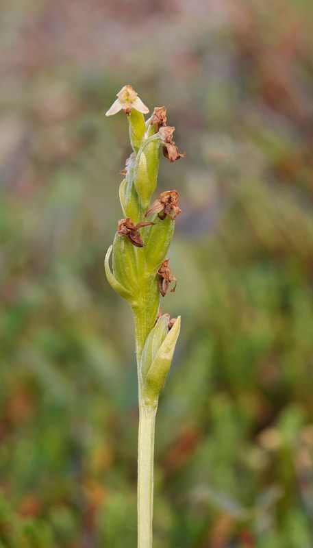 Platanthera oligantha in fruit.