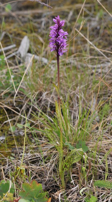 Dactylorhiza fuchsii.jpg