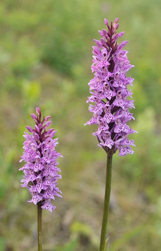 Dactylorhiza fuchsii. Closer.3.jpg