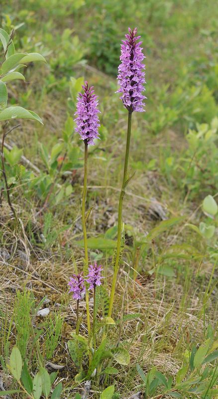Dactylorhiza fuchsii.3.jpg