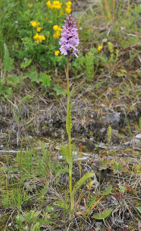 Dactylorhiza.3.jpg