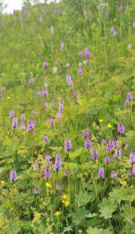 Dactylorhiza.jpg