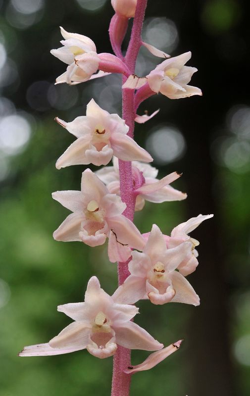 Epipactis purpurata f. rosea. Close-up.