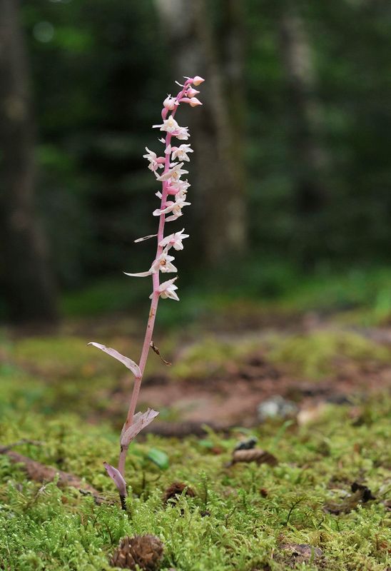Epipactis purpurata f. rosea.