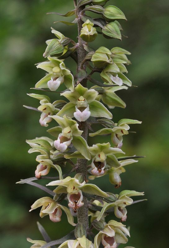 Epipactis purpurata. Closer.