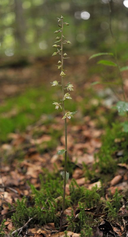 Epipactis purpurata