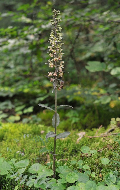 Epipactis purpurata