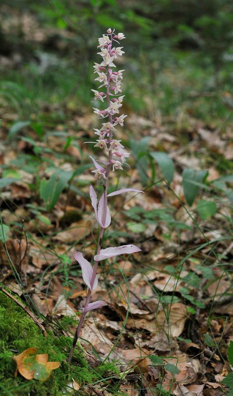 Epipactis purpurata f. rosea