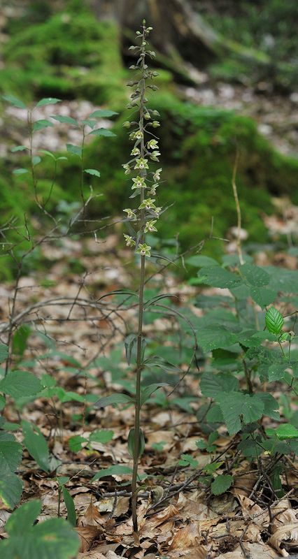 Epipactis purpurata
