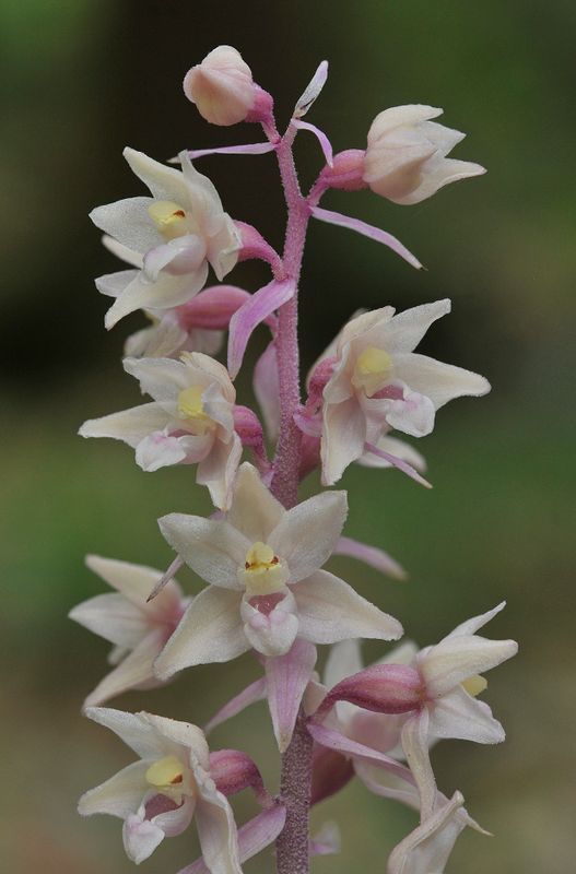 Epipactis purpurata f. rosea. Close-up.