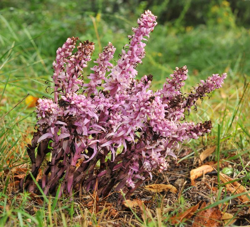 Epipactis purpurata f. rosea.