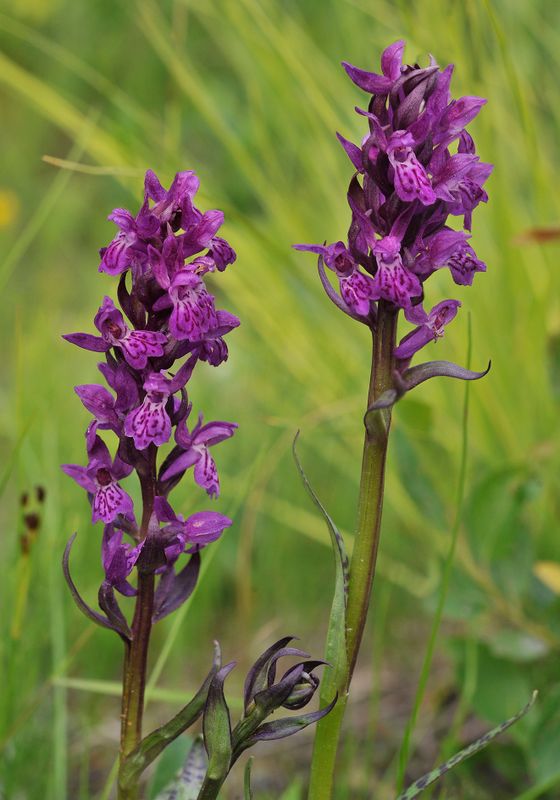 Dactylorhiza lapponica. Closer.4.jpg