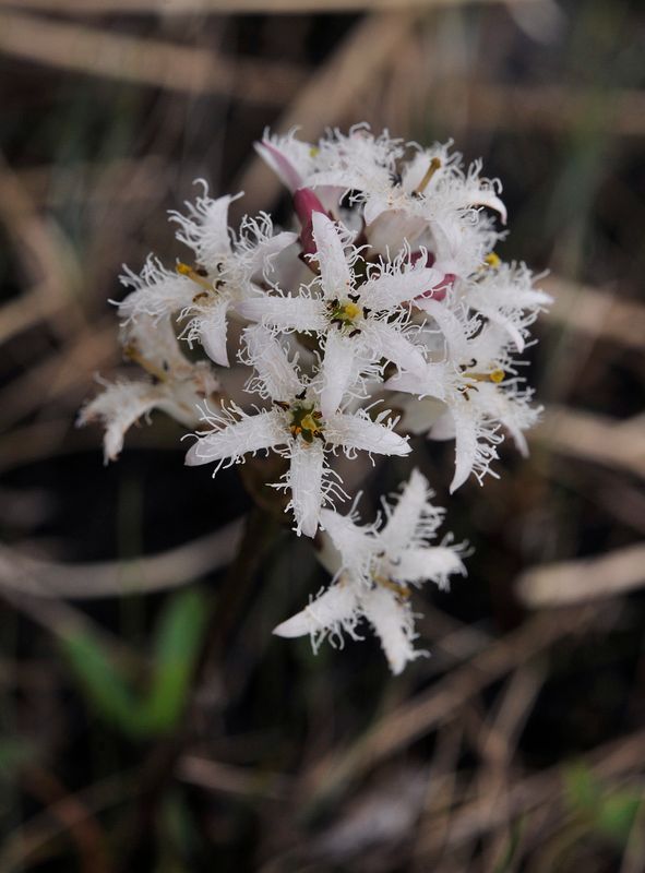 Menyanthes trifoliata. Close-up.jpg