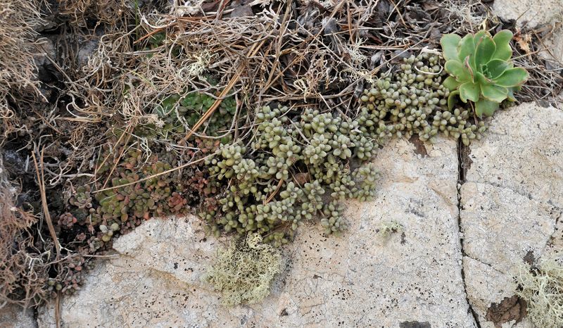 Aichryson, Monanthes and Aeonium growing together.jpg