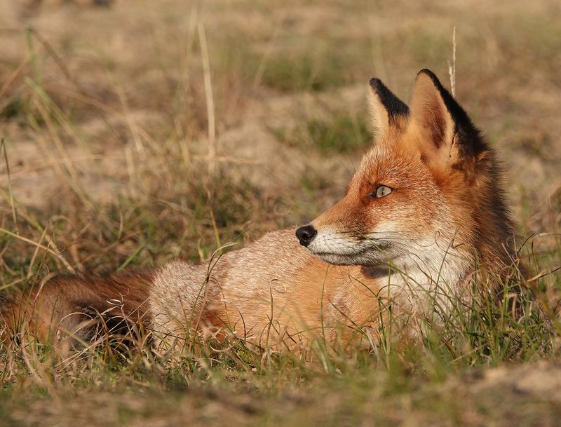 Fox.3.jpg