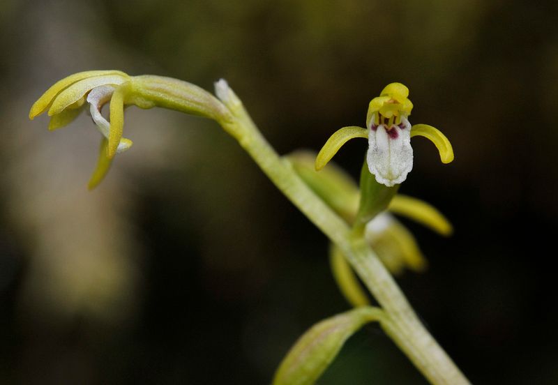 Corallorhiza trifida. Closer.2.jpg