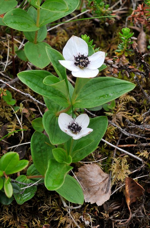 Cornus suecica.jpg