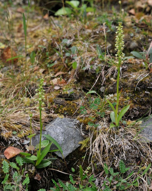 Pseudorchis albida subsp. straminea.jpg