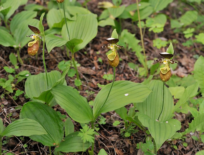 Cypripediuma yatabeanum.jpg