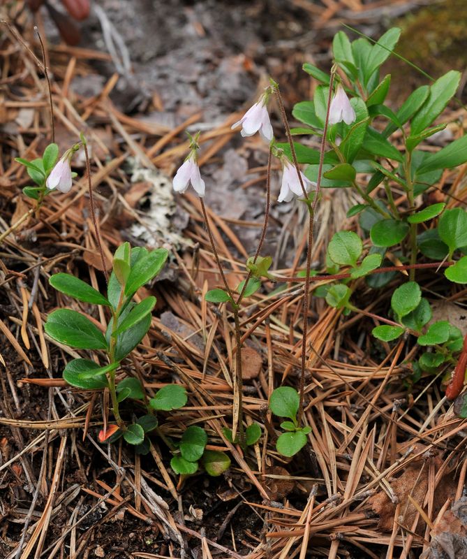 Linnaea borealis. Closer.jpg