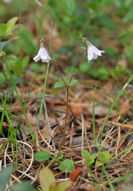 Linnaea borealis. Close-up.jpg