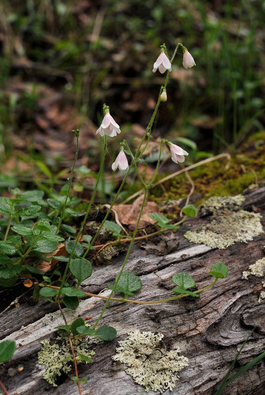 Linnaea borealis.2.jpg