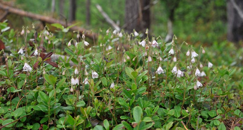 Linnaea borealis.jpg