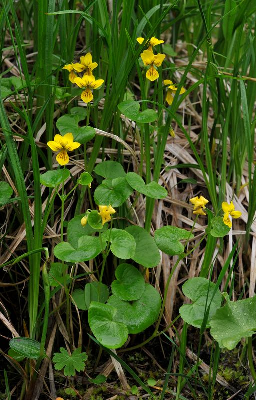 Viola biflora.jpg