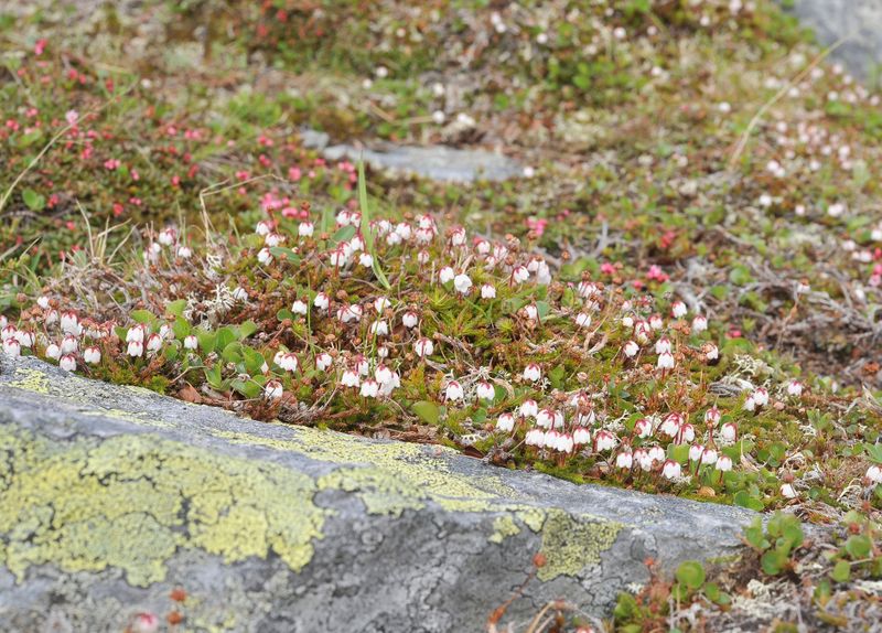 Harrimanella hypnoides.3.jpg