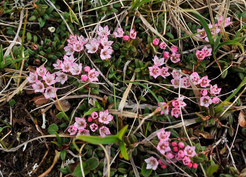 Kalmia procumbens.jpg