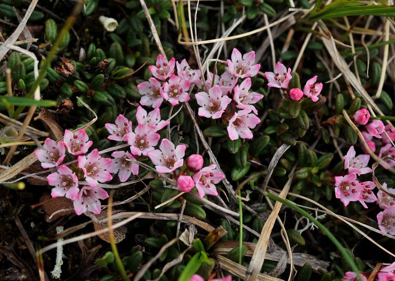 Kalmia procumbens. Closer.jpg