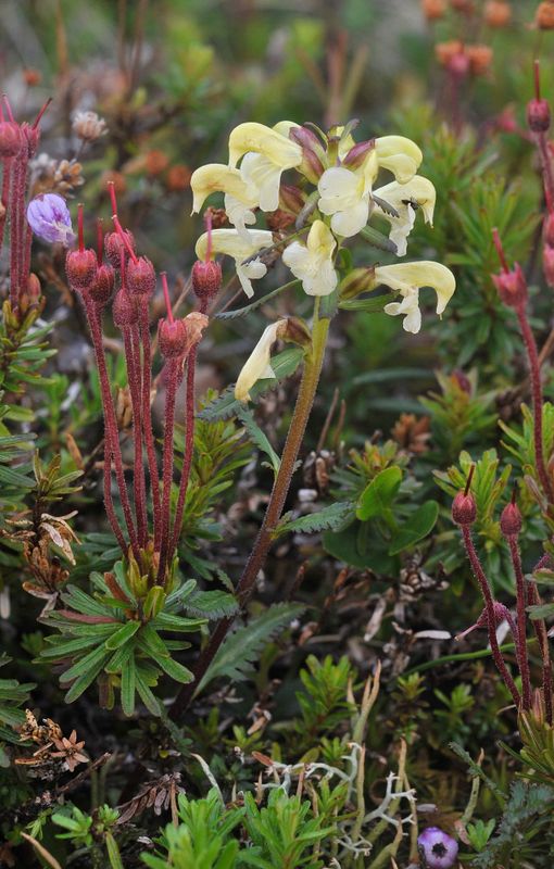 Pedicularis lapponica.2.jpg